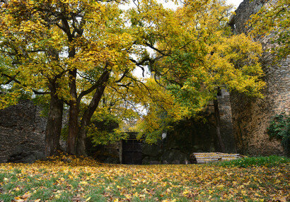 A trinity of massive maples in the main courtyard. The trees are estimated to be 150 years old.
