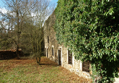 A mass of ivy growing on the front of the former gamekeeper’s house.