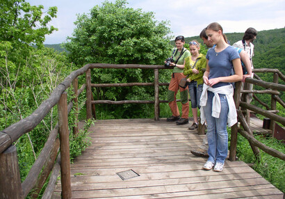 Observing European green lizard on the observation gallery.