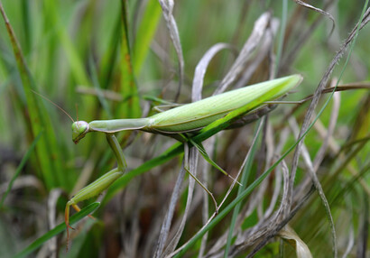 Die Europäische Gottesanbeterin (Mantis religiosa).