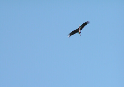 Der Schwarzstorch (Ciconia nigra).