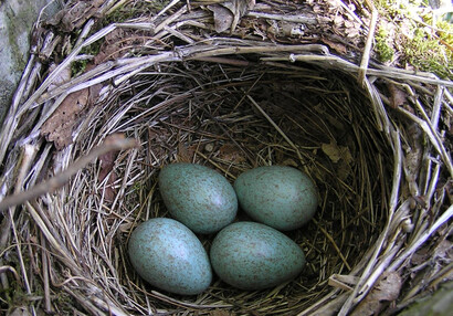 Drozdí hnízdo (Turdus sp.).