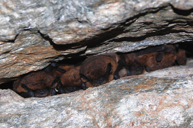 Netopýři hvízdaví (Pipistrellus pipistrellus) zimují ve skalních štěrbinách hradního sklepení.