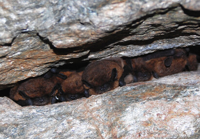 Die Zwergfledermaus (Pipistrellus pipistrellus).