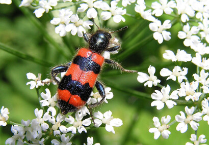 Pestrokrovečník včelový (Trichodes apiarius).