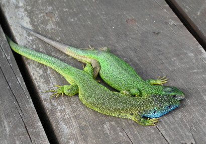 The European green lizard (Lacerta viridis) .