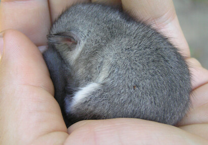 We named dormouse kid Pepi ... (Glis glis).