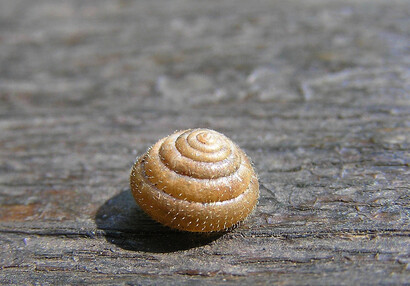 Die Gemeine Haarschnecke (Trochulus hispidus).