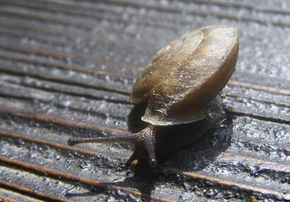 Lapidary Snail (Helicigona lapicida).