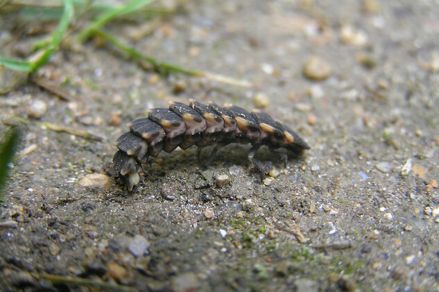 Larva světlušky větší (Lampyris noctiluca).