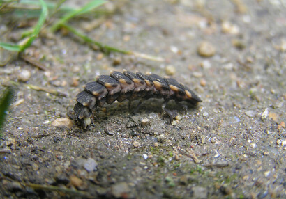 Larva světlušky větší (Lampyris noctiluca).