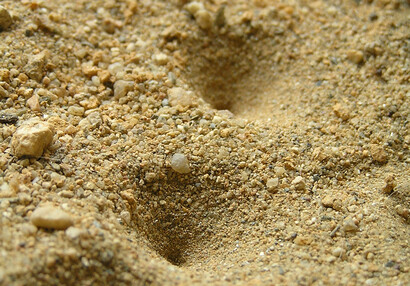 The Antlion dig pits to trap passing ants (Myrmeleon formicarius).