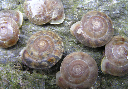 Preparing to snail race (Helicigona lapicida).