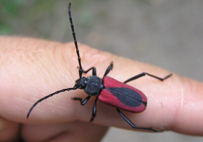 Die Bockkäfer (Purpuricenus kaehleri).