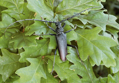 Der Große Eichenbock (Cerambyx cerdo).