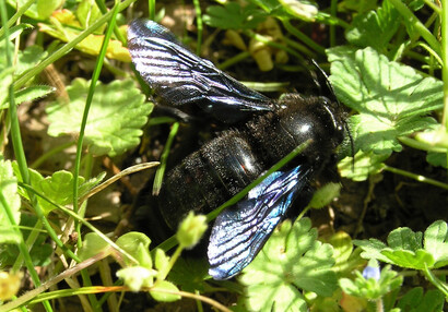 The violet Carpenter bee (Xylocopa violacea).