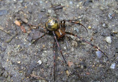 The European cave spider (Meta menardi).