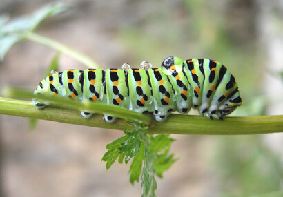 Swallowtail caterpillar (Papilio machaon).