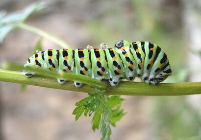 Housenka otakárka fenyklového (Papilio machaon).