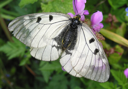 Jasoň dymnivkový (Parnassius mnemosyne).