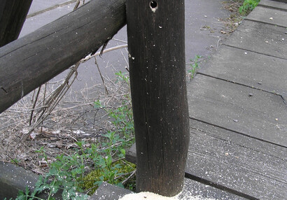 Carpenter bees (Xylocopa violacea) make nests by tunneling into wood.