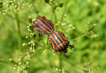 Die Streifenwanze (Graphosoma italicum).