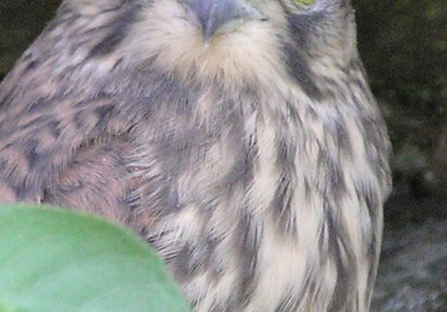 Mládě poštolky obecné (Falco tinnunculus).