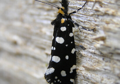 (Euplocamus anthracinalis).