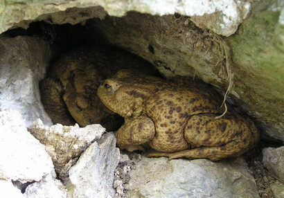 Die Erdkröte (Bufo bufo).