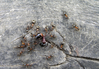 Ants in battle with a rival (Formica sp.).