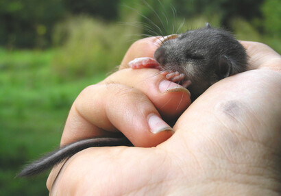 Nalezené mládě plcha velkého (Glis glis).