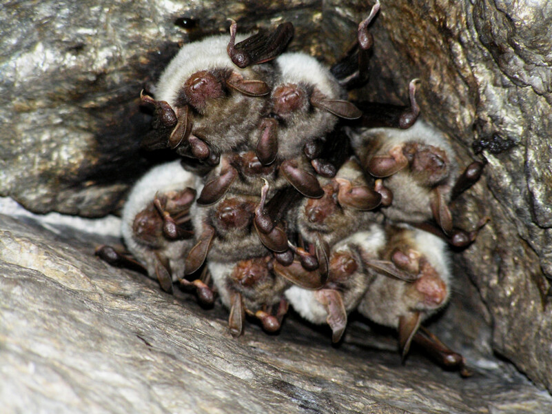 Podzimní kolonie netopýra velkého (Myotis myotis).