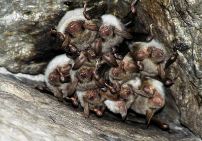 Podzimní kolonie netopýra velkého (Myotis myotis).