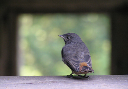 Mládě rehka domácího (Phoenicurus ochruros).