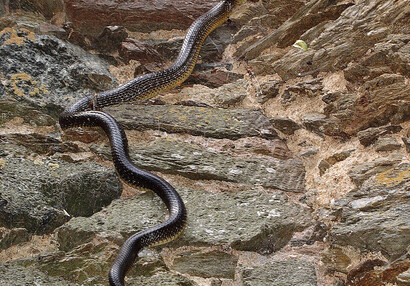 The Aesculapian snake is very good climber (Zamenis longissimus).