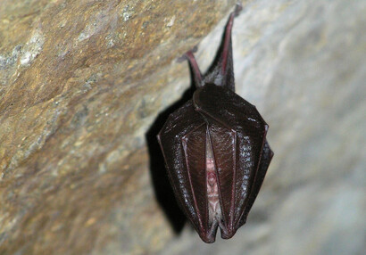 Die Kleine Hufeisennase (Rhinolophus hipposideros).