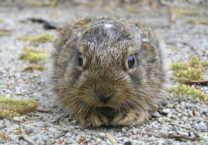 Zajíček "březňák" (Lepus europaeus) hlídá hrad.