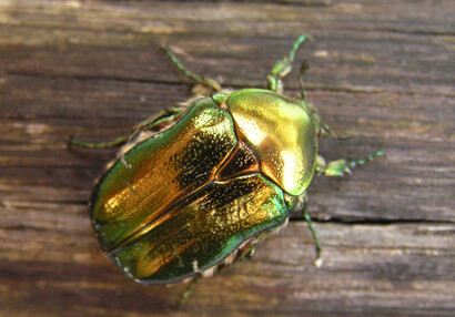 Der Goldglänzende Rosenkäfer Cetonia aurata).