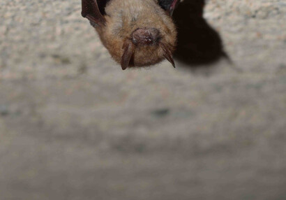 Netopýr brvitý (Myotis emarginatus).