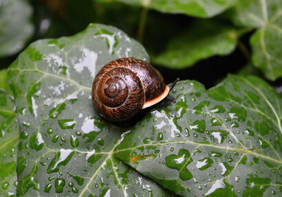 Die Gefleckte Schnirkelschnecke, auch Baumschnecke (Arianta arbustorum).