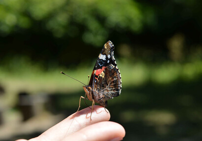 Babočka admiál (Vanessa atalanta).