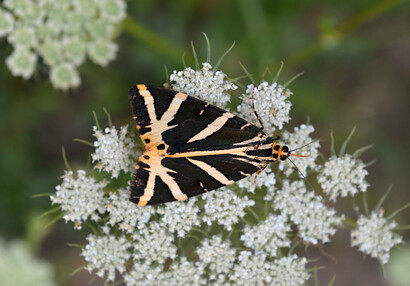 The Jersey tiger (Euplagia quadripunctaria).