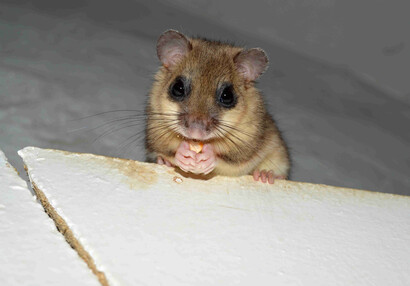 Dormouse eats biscuit (Glis glis).