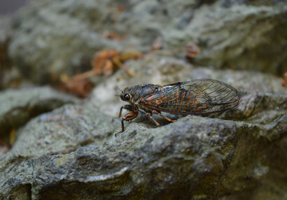 Samečci cikády chlumní (Cicadetta montana) vydávají hlasité cvrkavé zvuky pomocí membrány na zadečku.