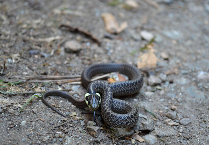 Die Äskulapnatter, Jungtier (Zamenis longissimus).