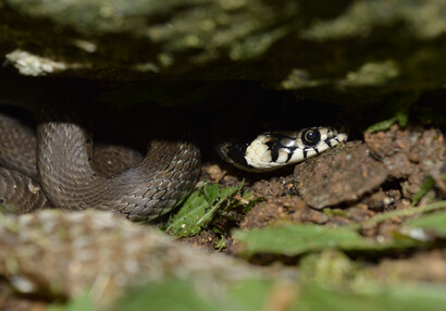 Die Ringelnatter (Natrix natrix).