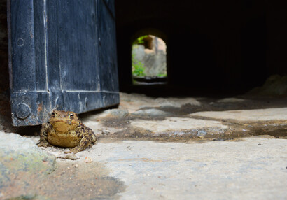 Der Pförtner. Die Erdkröte (Bufo bufo).