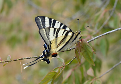 Otakárek ovocný (Iphiclides podalirius) pozorovaný na vyhlídce mladšího hradu.