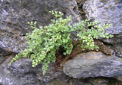 Vápnomilná kapradina sleziník routička (Asplenium ruta-muraria).