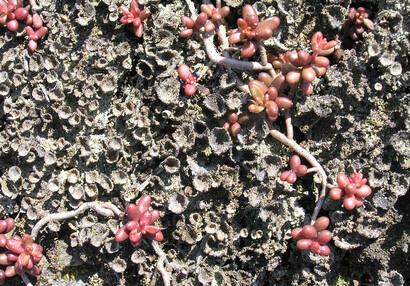 The cup lichen (Cladonia sp.) and the white stonecrop (Sedum album) on the rooftop. 